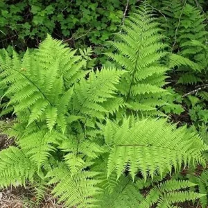 Lady Fern Live Bare Roots - 10 Pack Outdoor Fern Plants for Gardening - Image 6