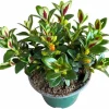 Lady Goldfish Plant Live in 4" Pot - Tropical Indoor Houseplant with Trailing Foliage - Image 1