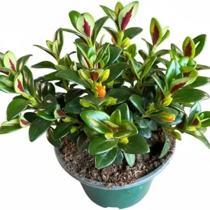 Lady Goldfish Plant Live in 4" Pot - Tropical Indoor Houseplant with Trailing Foliage - Image 1