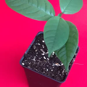 Langsat Fruit Tree Live Plant - Lansium Parasiticum Seedling, 3-6 inch, 2.5 inch Pot - Image 2
