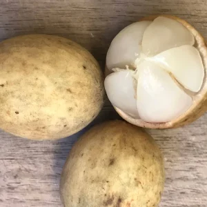 Langsat Fruit Tree Live Plant - Lansium Parasiticum Seedling, 3-6 inch, 2.5 inch Pot - Image 3