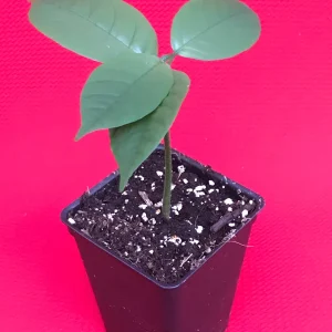 Langsat Fruit Tree Live Plant - Lansium Parasiticum Seedling, 3-6 inch, 2.5 inch Pot - Image 4