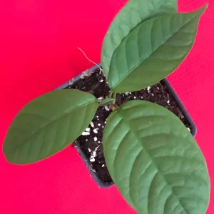 Langsat Fruit Tree Live Plant - Lansium Parasiticum Seedling, 3-6 inch, 2.5 inch Pot - Image 6