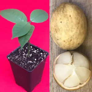 Langsat Fruit Tree Live Plant - Lansium Parasiticum Seedling, 3-6 inch, 2.5 inch Pot - Image 1