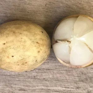 Langsat Fruit Tree Live Plant - Lansium Parasiticum Seedling, 3-6 inch, 2.5 inch Pot - Image 7