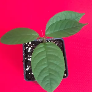 Langsat Fruit Tree Live Plant - Lansium Parasiticum Seedling, 3-6 inch, 2.5 inch Pot - Image 8