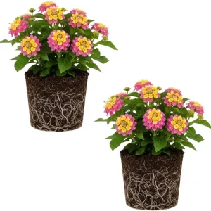 Lantana Live Plant – Trailing Pink, Set of 2, 4-6 Inch Tall, Outdoor - Image 2