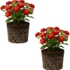 Lantana Live Plant – Trailing Pink, Set of 2, 4-6 Inch Tall, Outdoor - Image 1