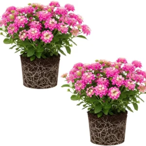 Lantana Live Plant – Trailing Pink, Set of 2, 4-6 Inch Tall, Outdoor - Image 4