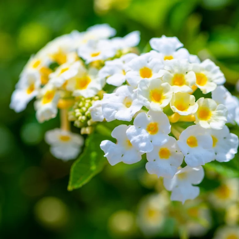 Lantana Live Plant – White Flowers, 4 Inch Pot, Perennial Outdoor - Image 3