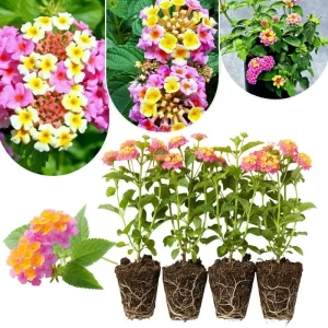Lantana Live Plants 4-Pack, Hardy Flowering Perennial for Outdoor Planting, 4-8 Inches Tall, Mixed Blooms - Image 10