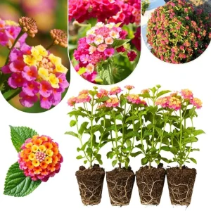 Lantana Live Plants 4-Pack, Hardy Flowering Perennial for Outdoor Planting, 4-8 Inches Tall, Mixed Blooms - Image 2