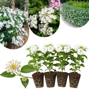 Lantana Live Plants 4-Pack, Hardy Flowering Perennial for Outdoor Planting, 4-8 Inches Tall, Mixed Blooms - Image 4