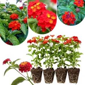Lantana Live Plants 4-Pack, Hardy Flowering Perennial for Outdoor Planting, 4-8 Inches Tall, Mixed Blooms - Image 5