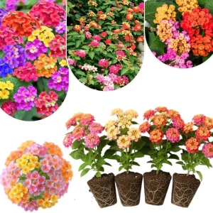 Lantana Live Plants 4-Pack, Hardy Flowering Perennial for Outdoor Planting, 4-8 Inches Tall, Mixed Blooms - Image 6
