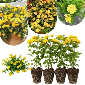 Lantana Live Plants 4-Pack, Hardy Flowering Perennial for Outdoor Planting, 4-8 Inches Tall, Mixed Blooms - Image 7