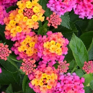 Lantana Plant Live, Fragrant Butterfly Perennial Flower, 5-7 Inch Tall - Image 3