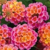 Lantana Plant Live, Fragrant Butterfly Perennial Flower, 5-7 Inch Tall - Image 1