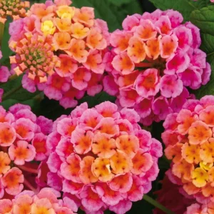 Lantana Plant Live, Fragrant Butterfly Perennial Flower, 5-7 Inch Tall - Image 1