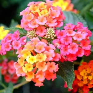Lantana Plant Live, Fragrant Butterfly Perennial Flower, 5-7 Inch Tall - Image 5