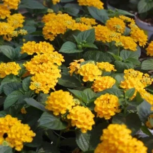 Lantana Trailing Yellow Live Plant, Perennial Flowers, 4-6 Inch Tall - Image 2