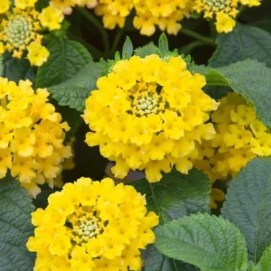 Lantana Trailing Yellow Live Plant, Perennial Flowers, 4-6 Inch Tall - Image 3