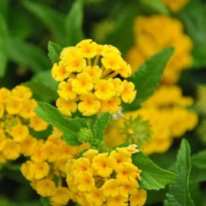 Lantana Trailing Yellow Live Plant, Perennial Flowers, 4-6 Inch Tall - Image 4