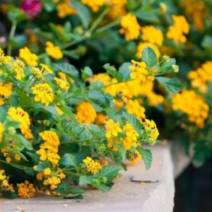 Lantana Trailing Yellow Live Plant, Perennial Flowers, 4-6 Inch Tall - Image 5