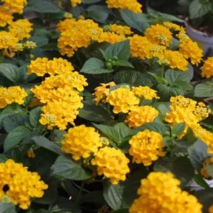 Lantana Trailing Yellow Live Plant, Perennial Flowers, 4-6 Inch Tall - Image 6