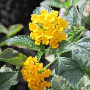 Lantana Trailing Yellow Live Plant, Perennial Flowers, 4-6 Inch Tall - Image 7
