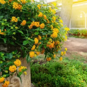 Lantana Trailing Yellow Live Plant, Perennial Flowers, 4-6 Inch Tall - Image 8