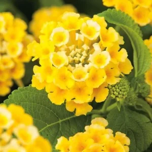 Lantana Trailing Yellow Live Plant, Perennial Flowers, 4-6 Inch Tall - Image 1