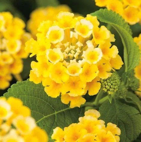 Lantana Trailing Yellow Live Plant, Perennial Flowers, 4-6 Inch Tall - Image 1