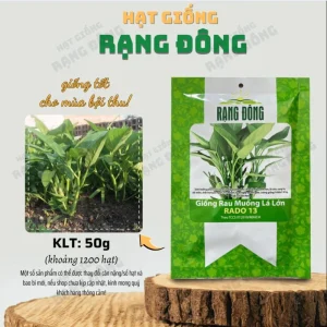 Large Leaf Water Spinach Seeds - 1200 Seeds for Planting | Kangkong Ong Choi - Image 2