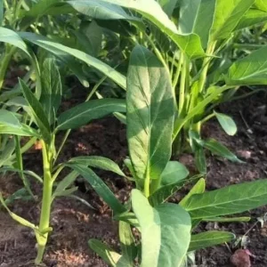 Large Leaf Water Spinach Seeds - 1200 Seeds for Planting | Kangkong Ong Choi - Image 3