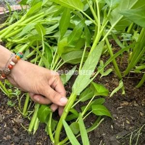 Large Leaf Water Spinach Seeds - 1200 Seeds for Planting | Kangkong Ong Choi - Image 5