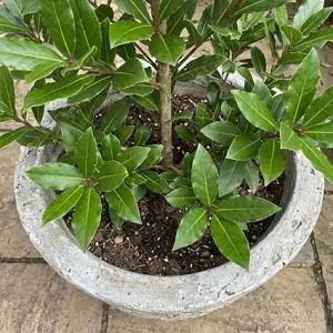 Laurus Nobilis Bay Leaf Live Plant 8-11 Inch Tall, Sweet Bay Laurel Herb Tree - Image 5