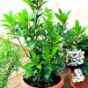 Laurus Nobilis Bay Leaf Live Plant, Sweet Bay Laurel Tree, 5-9" Tall, Indoor/Outdoor - Image 1
