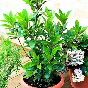 Laurus Nobilis Bay Leaf Live Plant, Sweet Bay Laurel Tree, 5-9" Tall, Indoor/Outdoor - Image 1