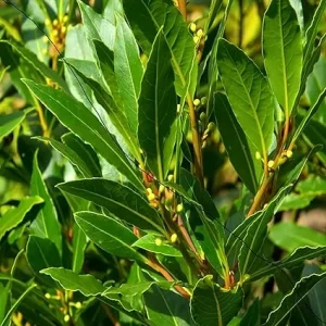 Laurus Nobilis Bay Leaf Tree Live Plant - Sweet Bay Laurel, 6-9 Inches Tall - Image 2