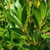 Laurus Nobilis Bay Leaf Tree Live Plant - Sweet Bay Laurel, 6-9 Inches Tall - Image 1