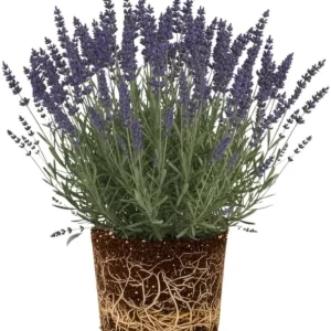 Lavender Live Plant - Phenomenal Variety, 3-inch Pot, Fragrant Perennial Herb for Indoor/Outdoor - Image 2
