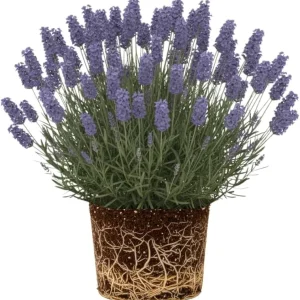 Lavender Live Plant - Phenomenal Variety, 3-inch Pot, Fragrant Perennial Herb for Indoor/Outdoor - Image 3