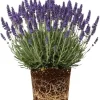 Lavender Live Plant - Phenomenal Variety, 3-inch Pot, Fragrant Perennial Herb for Indoor/Outdoor - Image 1