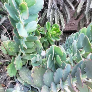 Lavender Scallops Kalanchoe fedtschenkoi Variegated Succulent Cuttings/Bare-Root Plants 3-6 inches - Image 2