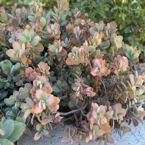 Lavender Scallops Kalanchoe fedtschenkoi Variegated Succulent Cuttings/Bare-Root Plants 3-6 inches - Image 5