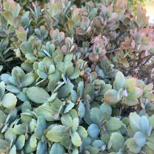 Lavender Scallops Kalanchoe fedtschenkoi Variegated Succulent Cuttings/Bare-Root Plants 3-6 inches - Image 1