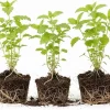 Lemon Balm Live Plant – 3 Pack – 4-6" Tall Well Rooted Herb for Garden - Image 1