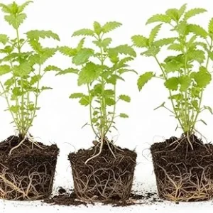 Lemon Balm Live Plant – 3 Pack – 4-6