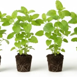 Lemon Balm Live Plant – 4-Pack, 4-6